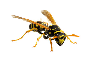 wasp isolated on white