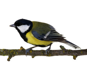 Naklejka premium great tit