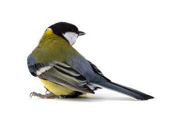 Obraz premium great tit