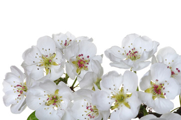 Naklejka na ściany i meble blossoms isolated on white