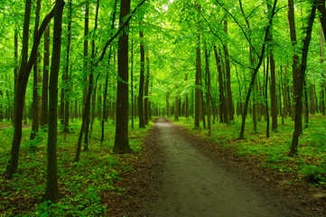 green forest