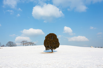 Seoul, South Korea: A single tree at Olimpic park in winter