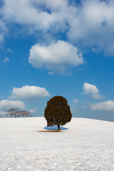 Seoul, South Korea: A single tree at Olimpic park in winter