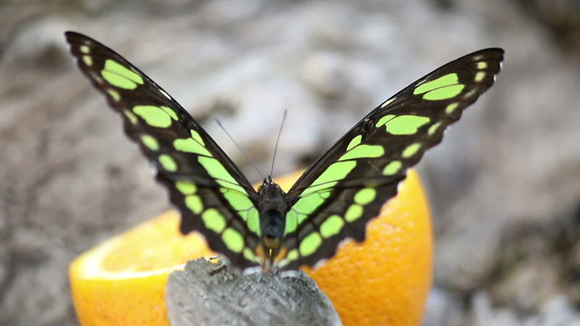 butterfly feeding with orange juice nature wildlife