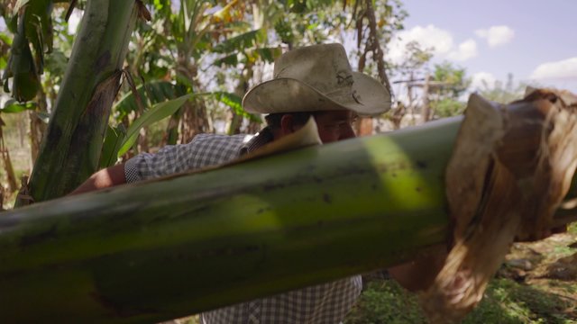 Farming and cultivations in Latin America. View of middle aged hispanic farmer cutting down a green banano (platano) tree growing in the tropical climate of Cuba. Medium shot