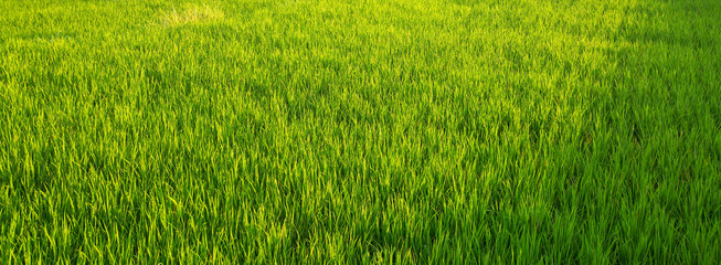 Panorama of green rice fields.