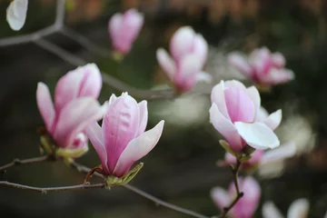 Cercles muraux Magnolia magnolia