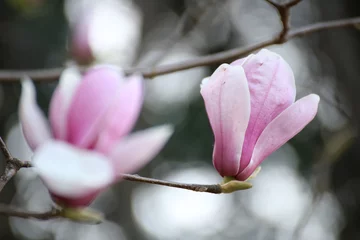 Crédence de cuisine en verre imprimé Magnolia magnolia