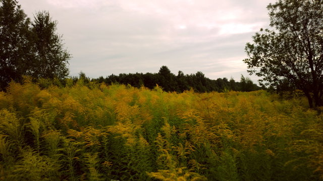 A typical forest-steppe North of the Greater Black Sea area. Timelapse
