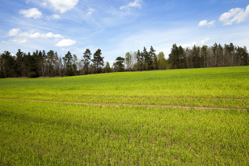 Agriculture. cereals. Spring  