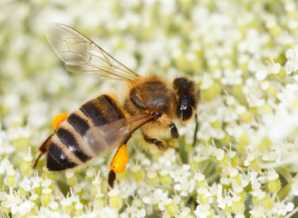 bee (Apis mellifera) collects pollen