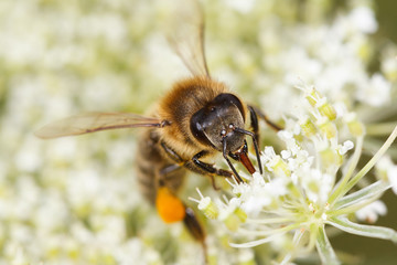 bee (Apis mellifera) collects pollen
