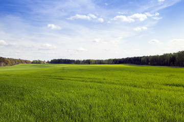 Agriculture. cereals. Spring  