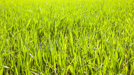 Agriculture. cereals. Spring 