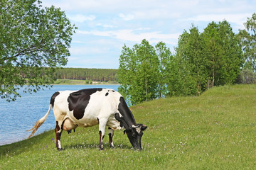 Summer landscape with a cow