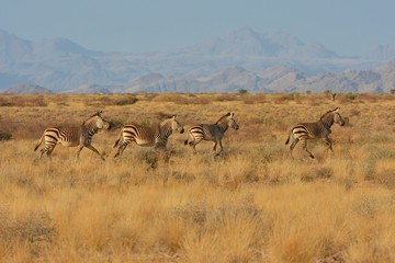 Naklejka premium Bergzebras (Equus Zebra) am Spreetshoogte Pass