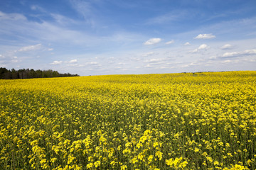 Obraz premium flowering canola. Spring 