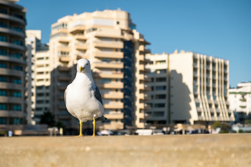 Möwe auf Mauer vor einer Hotelanlage