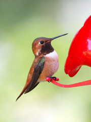 Male Rufous Hummingbird Perched on a Feeder