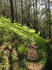 Fototapeta na wymiar Sentier de montagne en été dans une forêt