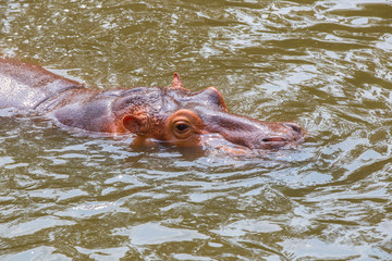 hippopotamus (Hippopotamus amphibius) submerged in water