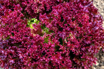 Purple Lettuce
