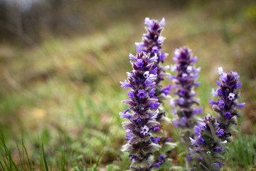 Flowers in the mountains
