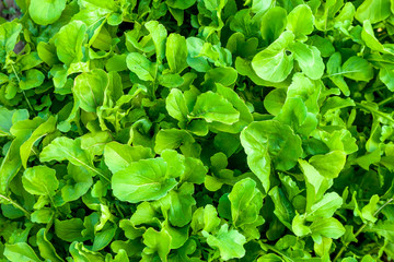 Arugula