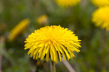 yellow dandelions close up  