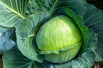 Fototapeta premium Cabbage