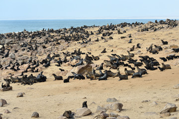 Fototapeta na wymiar Cape fur seals, Namibia