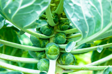 Brussels sprouts © David Acosta Allely