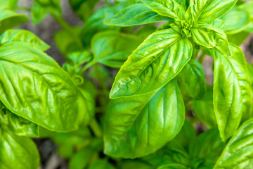 Basil