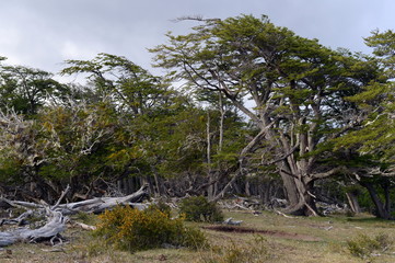 Fototapeta na wymiar Fallen trees on the shore of Lago Blanco.