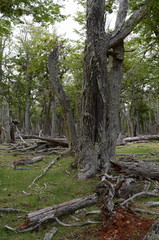 Fallen trees on the shore of Lago Blanco.