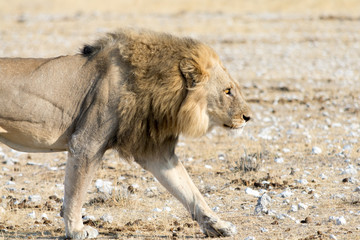 Lion on the walk through the desert