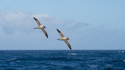 Fototapeta na wymiar Light-mantled sooty Albatross flying.