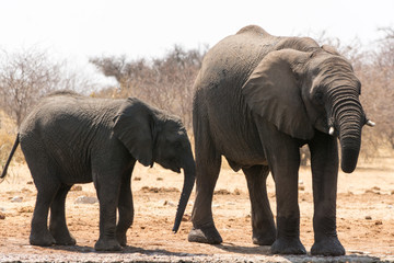 Fototapeta na wymiar Group of elephants near waterhole