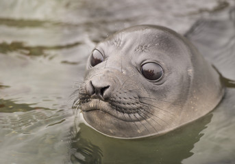 Fototapeta premium Baby Elephant Seal in the waer South Georgia