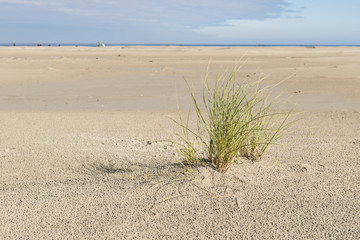 Beach with a plant marram grass.