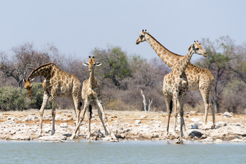 Naklejka na ściany i meble Group of Giraffes at waterhole