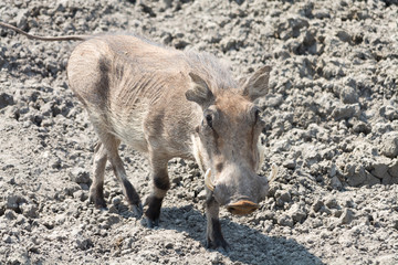 Fototapeta premium Warthog