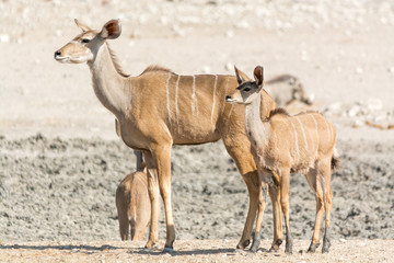 Kudu family