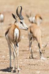Springbok