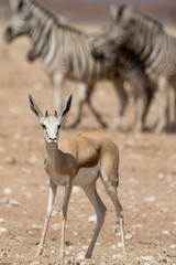 Springbok