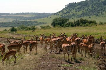 Impalas, Maasai Mara Game Reserve, Kenya