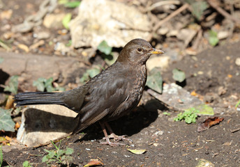Naklejka na ściany i meble Close up of a female blackbird