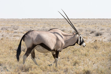 Gemsbok, Oryx