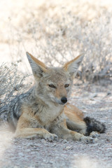 Black backed jackal hiding in the shadow