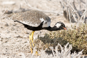 courser bird on the search for food
